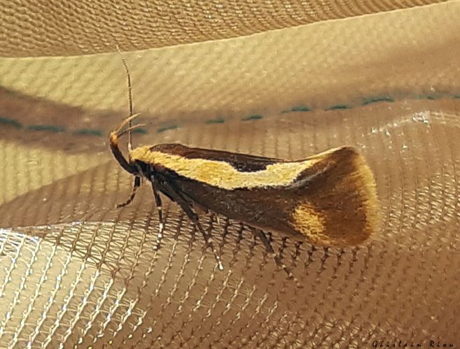 Harpella forficella, Billière 31, juin 2020 &copy; Ghislain Riou