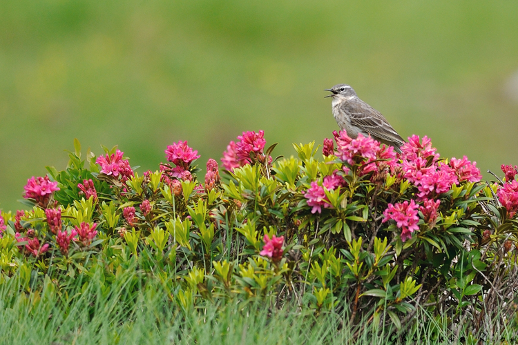 Anthus spinoletta, Aragnouet 65, juin 2020 &copy; Ghislain Riou