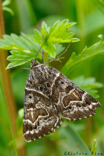 Euclidia mi, Vieille Aure 65, juin 2020 &copy; Ghislain Riou