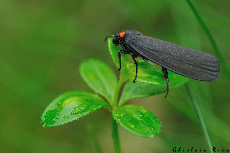 Atolmis rubricollis, Vieille Aure 65, juin 2020 &copy; Ghislain Riou