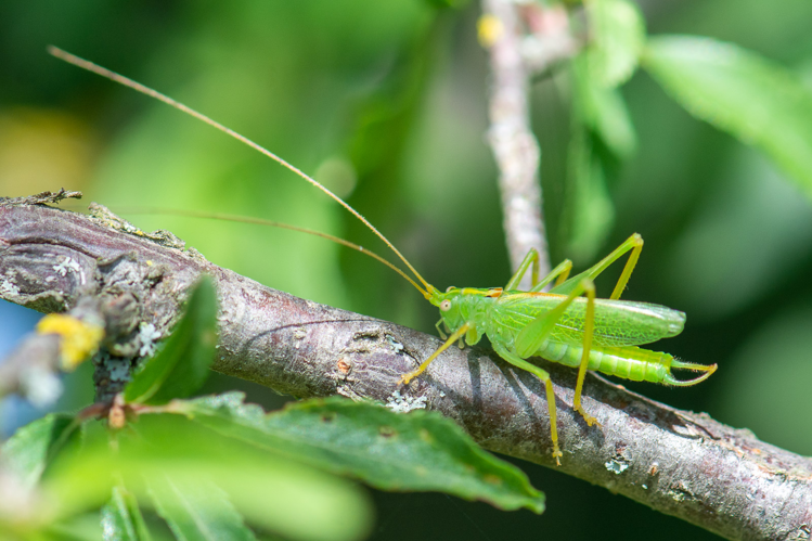 Meconema thalassinum (mâle) &copy; Romain Baghi
