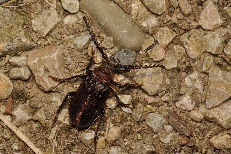 Prionus coriarius, Rebigue 31, juillet 2020 &copy; Ghislain Riou