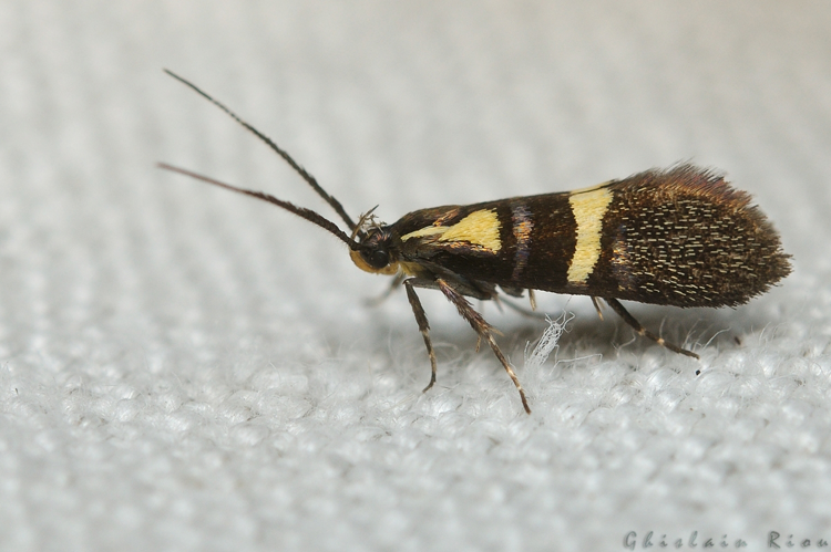 Dasycera oliviella, Rebigue 31, juillet 2020 &copy; Ghislain Riou