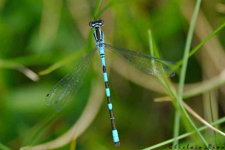 Coenagrion hastulatum mâle, Rabat les trois Seigneurs 09, juillet 2020 &copy; Ghislain Riou