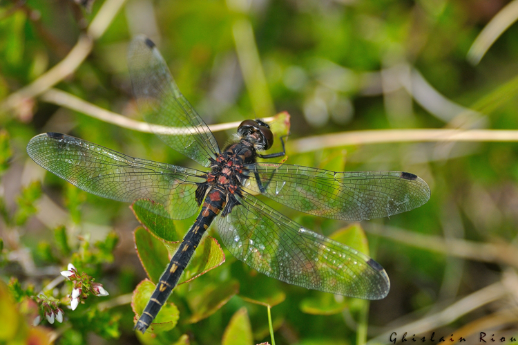 Leucorrhinia dubia, Rabat les trois Seigneurs 09, juillet 2020 &copy; Ghislain Riou