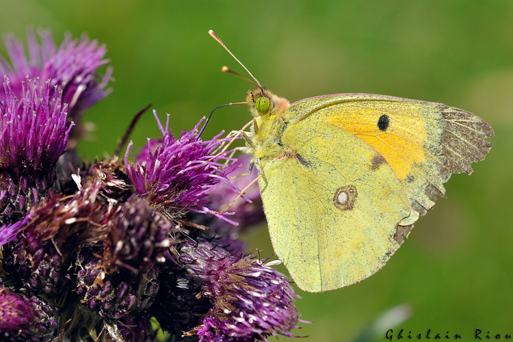 Colias crocea, Rabat les trois Seigneurs 09, juillet 2020 &copy; Ghislain Riou