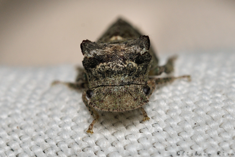 Ledra aurita, Rebigue 31, Août 2020 &copy; Ghislain Riou