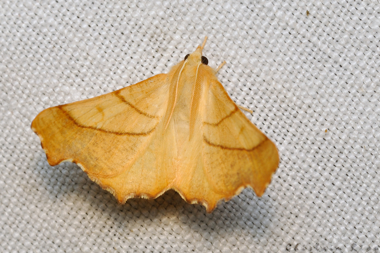 Ennomos fuscantaria, Rebigue 31, Août 2020 &copy; Ghislain Riou