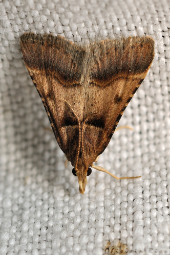 Stemmatophora brunnealis, Rebigue 31, Août 2020 &copy; Ghislain Riou