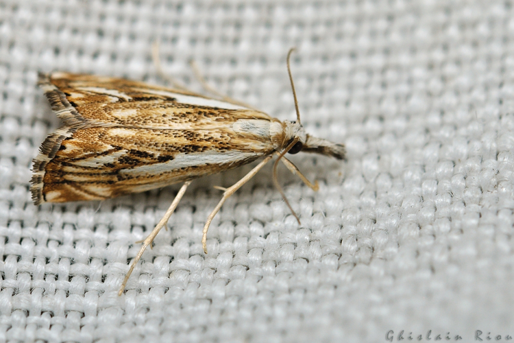 Catoptria falsella, Rebigue 31, Août 2020 &copy; Ghislain Riou