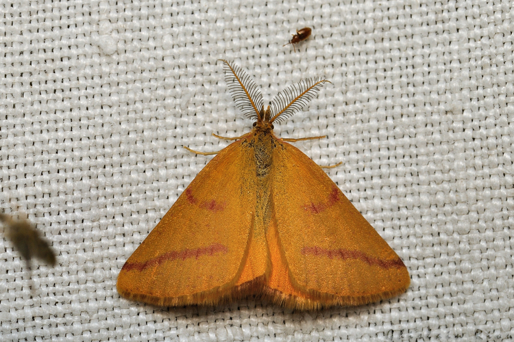 Lythria purpuraria, Rebigue 31, Août 2020 &copy; Ghislain Riou