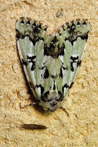 Moma alpium, Rebigue 31, Août 2020 &copy; Ghislain Riou