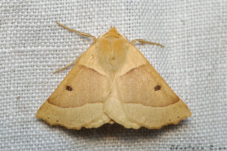 Crocallis elinguaria, Rebigue 31, Août 2020 &copy; Ghislain Riou