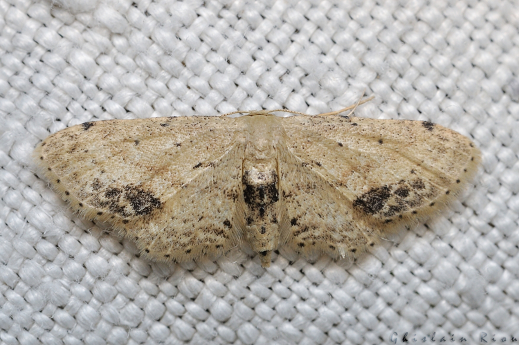 Idaea dimidiata, Rebigue 31, Août 2020 &copy; Ghislain Riou