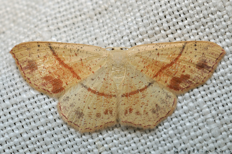 Cyclophora punctaria, Rebigue 31, avril 2020 &copy; Ghislain Riou