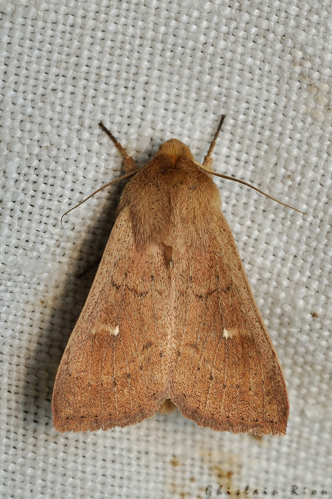 Mythimna ferrago, Rebigue 31, Août 2020 &copy; Ghislain Riou