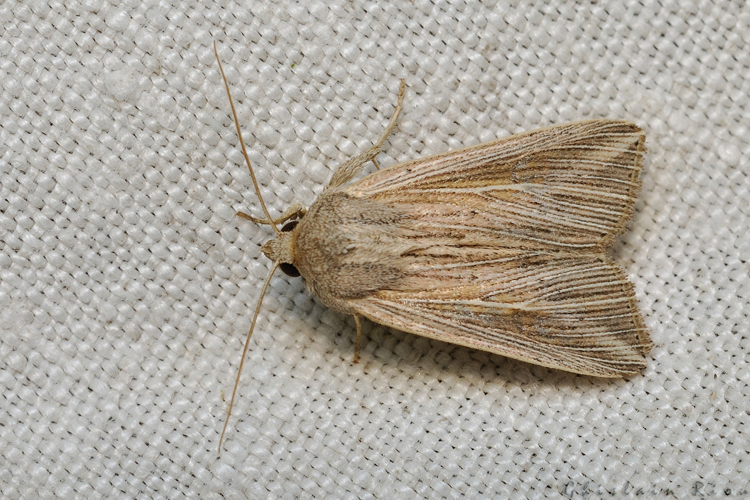 Mythimna riparia, Rebigue 31, Août 2020 &copy; Ghislain Riou