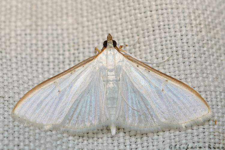 Palpita vitrealis, Rebigue 31, Août 2020 &copy; Ghislain Riou