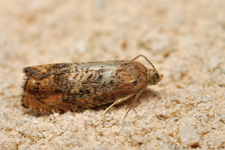 Cydia amplana, Rebigue 31, Août 2020 &copy; Ghislain Riou