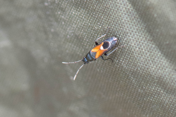 Pterotmetus staphyliniformis (Aout 2020, Mas Grenier, 82) &copy; Romain Baghi