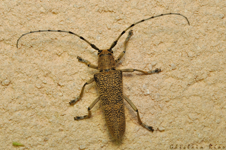 Saperda carcharias, Rebigue 31, Août 2020 &copy; Ghislain Riou