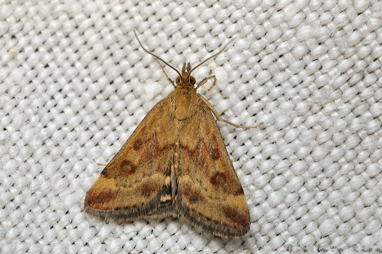 Pyrausta despicata, Rebigue 31, Août 2020 &copy; Ghislain Riou