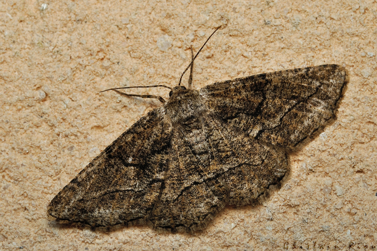 Synopsia sociaria, Rebigue 31, Août 2020 &copy; Ghislain Riou