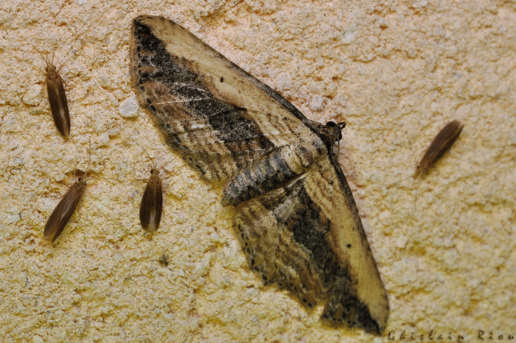 Horisme vitalbata, Rebigue 31, Août 2020 &copy; Ghislain Riou