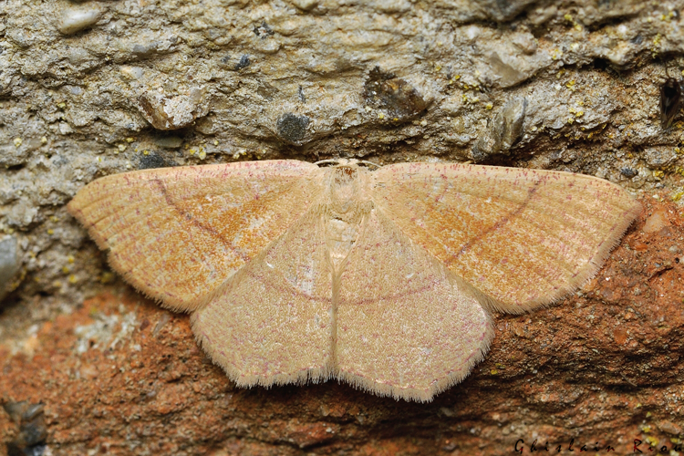 Cyclophora suppunctaria, Rebigue 31, Août 2020 &copy; Ghislain Riou