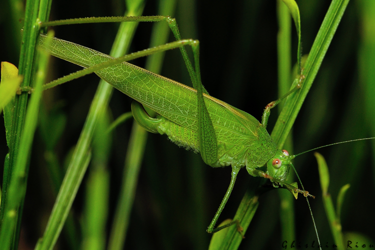 Phaneroptera nana, sept. 2020, Rebigue 31 &copy; Ghislain Riou