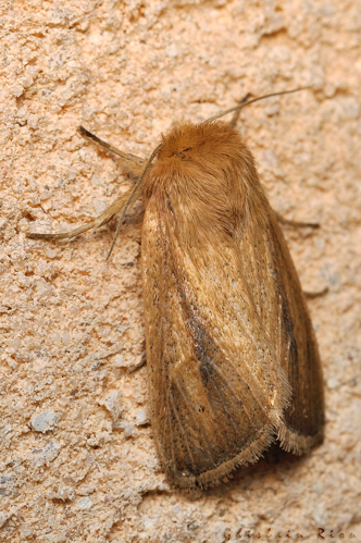 Sesamia nonagrioides, sept. 2020, Rebigue 31 &copy; Ghislain Riou