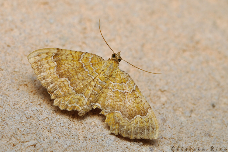 Camptogramma bilineata, sept. 2020, Rebigue 31 &copy; Ghislain Riou