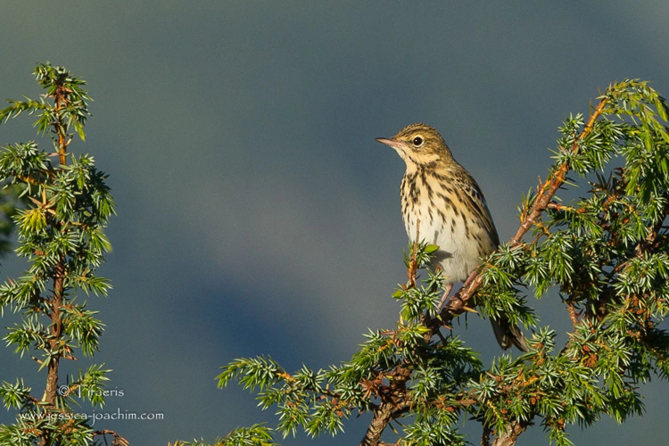 Pipit des arbres (Anthus trivialis) - Ariège &copy; Jessica Joachim
