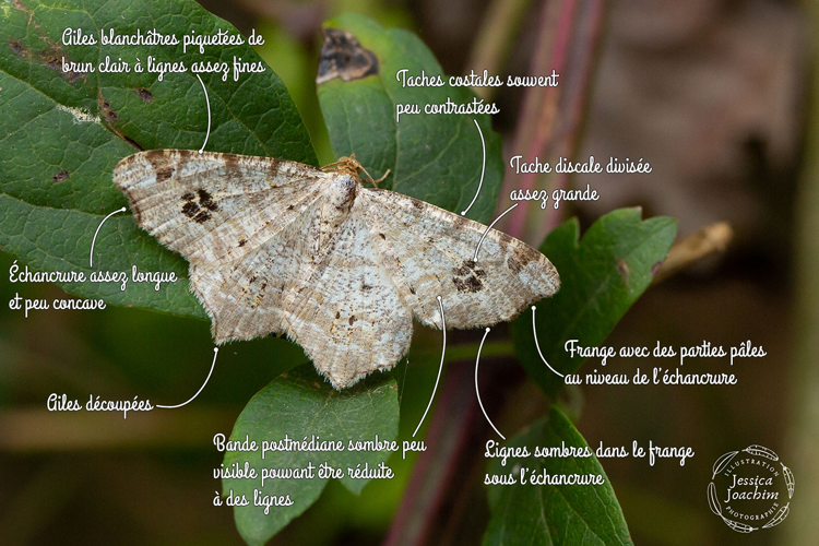 Philobie tachetée (Macaria notata) - Travanet (Tarn) &copy; Jessica Joachim