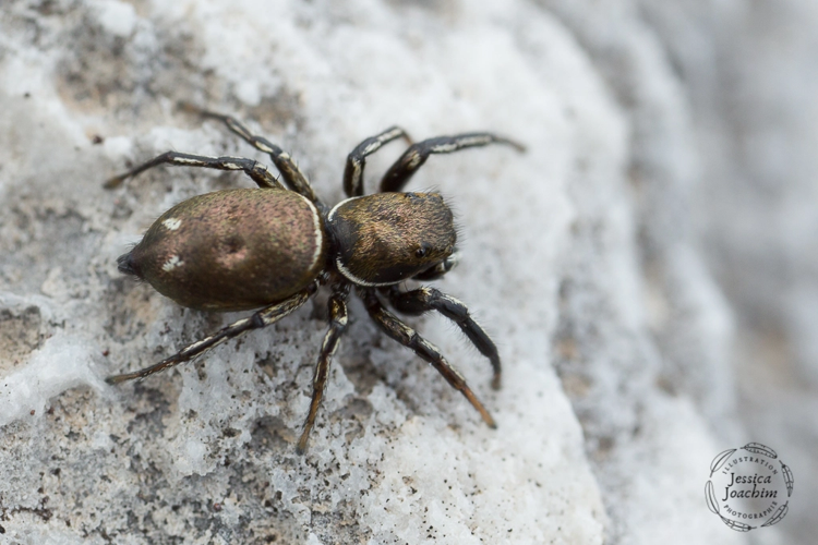 Heliophanus aeneus - Cirque de Troumouse (Hautes-Pyrénées) &copy; Jessica Joachim