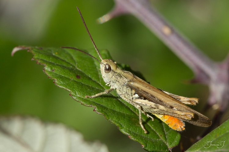 Criquet duettiste (Chorthippus brunneus) - Sensat (Ariège) &copy; Jessica Joachim