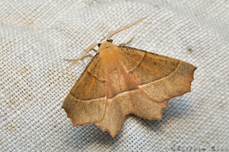 Gerinia honoraria, Rebigue 31, sept. 2020 &copy; Ghislain Riou