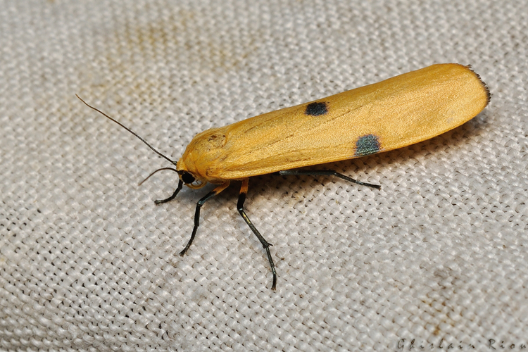 Lithosia quadra, Rebigue 31, sept. 2020 &copy; Ghislain Riou