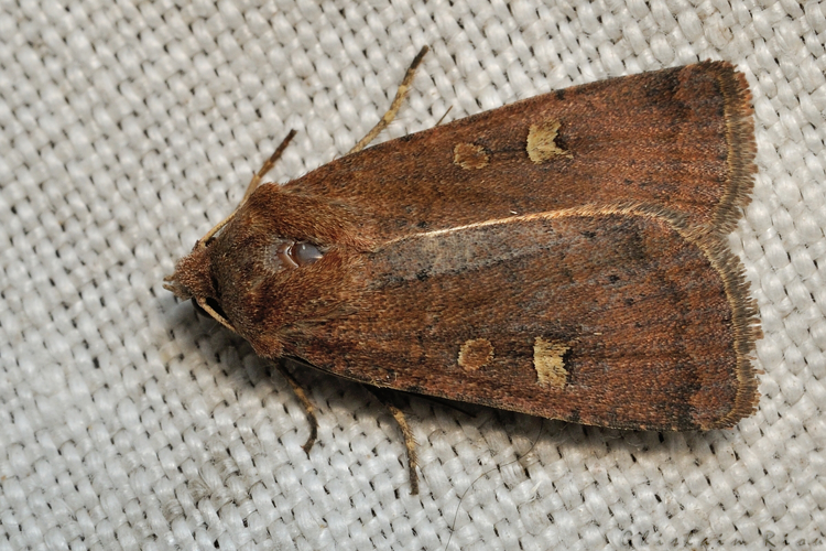 Xestia xanthographa, Rebigue 31, sept. 2020 &copy; Ghislain Riou