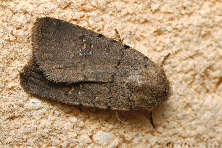 Caradrina flavirena, Rebigue 31, sept. 2020 &copy; Ghislain Riou