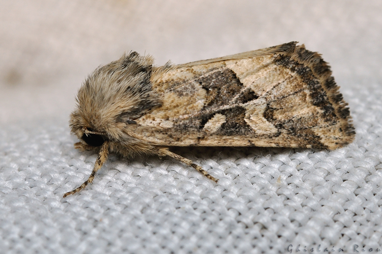 Luperina dumerilii, Rebigue 31, sept. 2020 &copy; Ghislain Riou