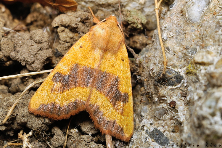Atethmia centrago, Rebigue 31, sept. 2020 &copy; Ghislain Riou