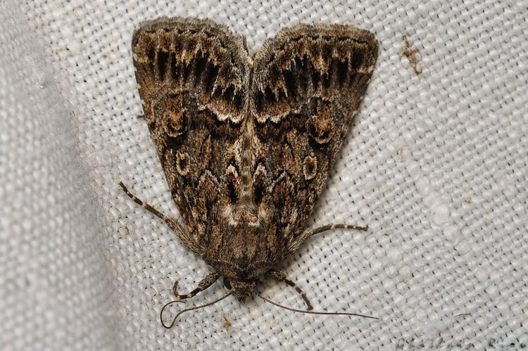 Thalpophila matura, Rebigue 31, sept. 2020 &copy; Ghislain Riou