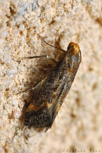 Apodia bifractella, Rebigue 31, sept. 2020 &copy; Ghislain Riou