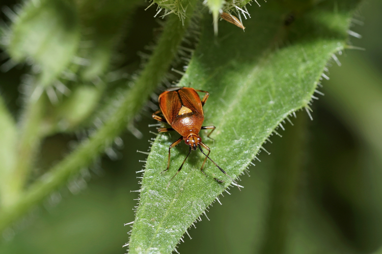 Deraeocoris ruber - Ordan-Larroque (Gers) &copy; Laurent Barthe