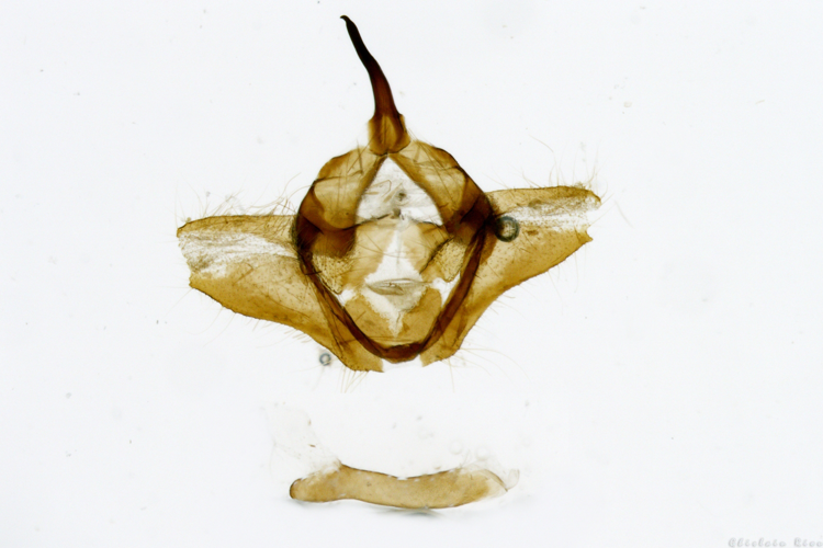 Genitalia Adscita geryon, Saccourvielle 31, juin 2020 &copy; Ghislain Riou