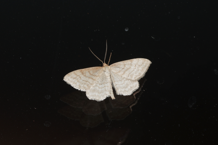 Acidalie maigre (Idaea macilentaria ) - Ordan-Larroque (Gers) - 27 mai 2020 &copy; Laurent Barthe