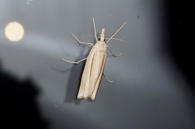 Ancylolomia tentaculella - Ordan-Larroque (Gers) - 18 août 2020 &copy; Laurent Barthe