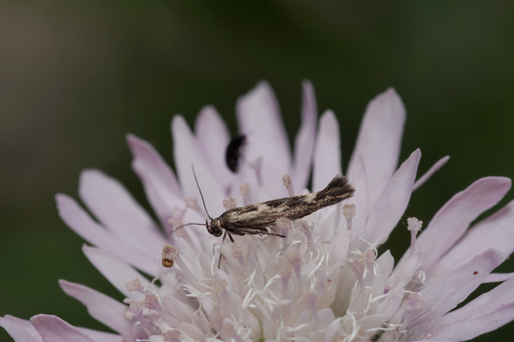 Scythris limbella - Ordan-Larroque (Gers) - 28 mai 2020 &copy; 