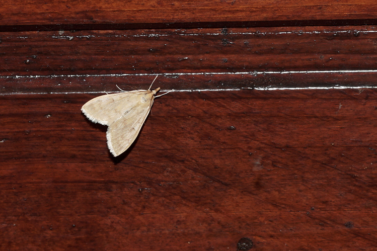 Ostrinia nubilalis - Ordan-Larroque (Gers) - 30 mai 2020 &copy; Laurent Barthe